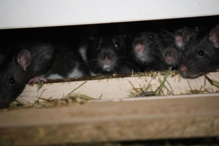 Three Hundred Rats Live Together In A One Bedroom Apartment (14 pics)