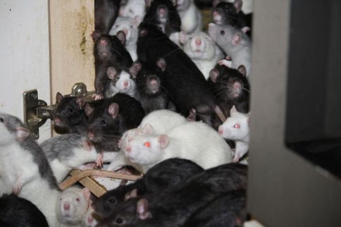 Three Hundred Rats Live Together In A One Bedroom Apartment (14 pics)