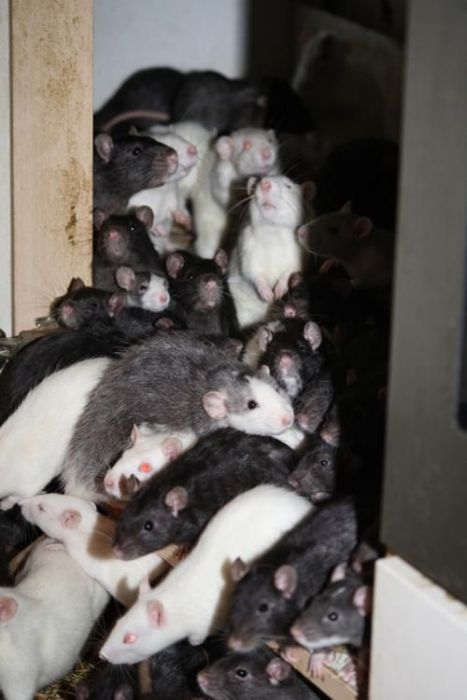 Three Hundred Rats Live Together In A One Bedroom Apartment (14 pics)