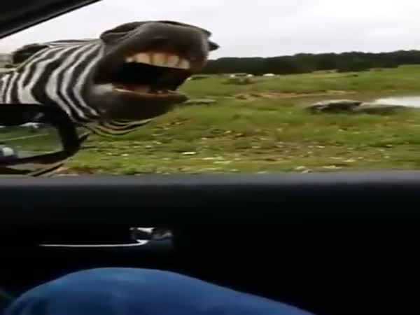 Zebra Sings