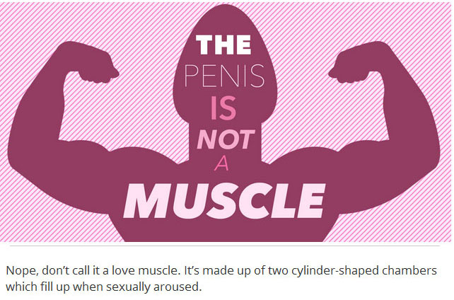 12 Things Every Person Needs To Know About Penises (12 pics)