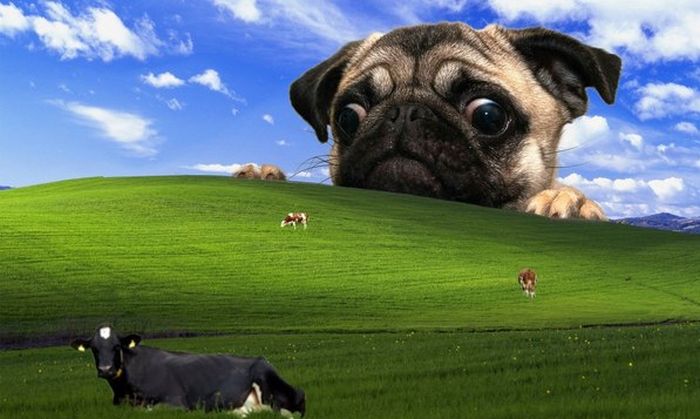 Acid Picdump (100 pics)