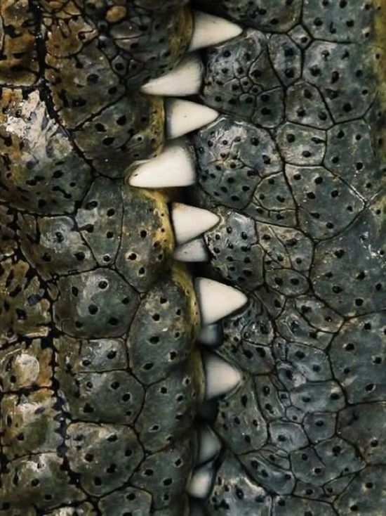 Acid Picdump (100 pics)