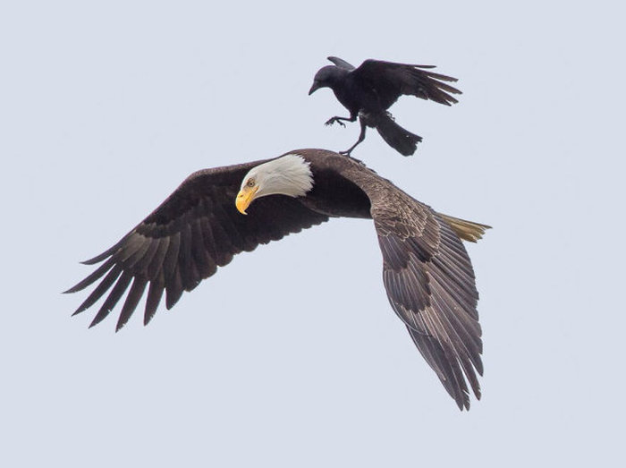 This Crow Hi-Jacked An Eagle And Went For A Ride (5 pics)