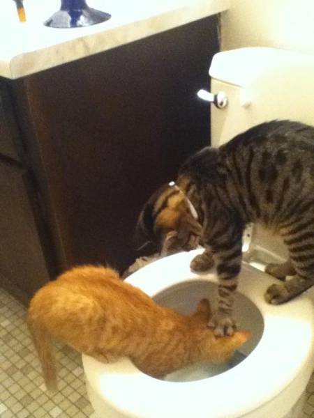 Acid Picdump (98 pics)