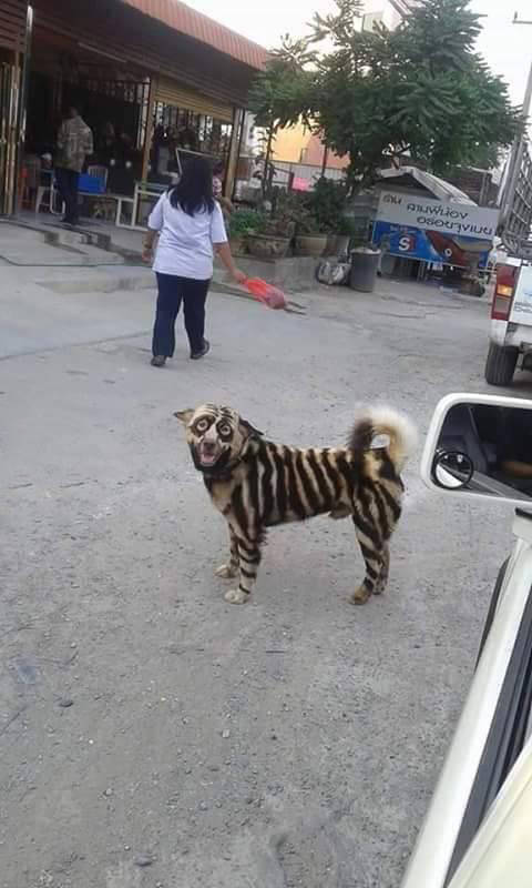 Acid Picdump (98 pics)