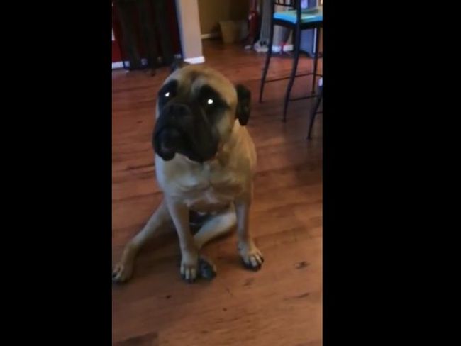 French Bulldog gets outed by his best friend