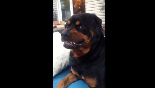 Rottweiler Shows Its Mean Face