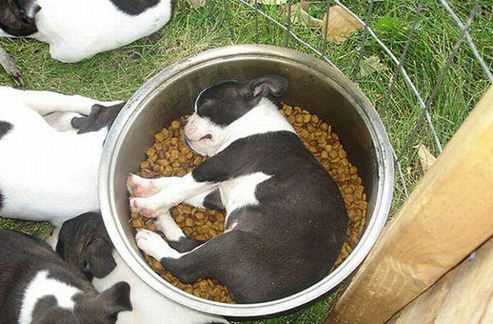 Proof That Puppies Can Sleep Absolutely Anywhere (37 pics)