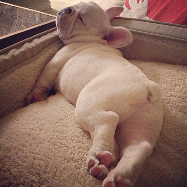 Proof That Puppies Can Sleep Absolutely Anywhere (37 pics)
