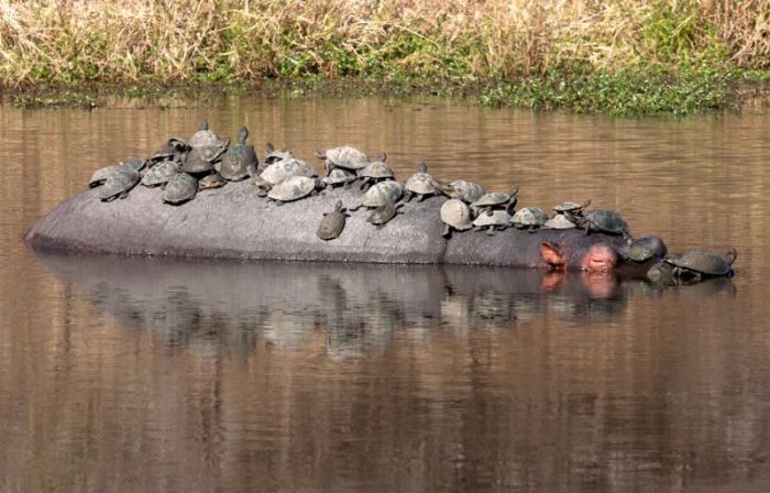 Turtles Catch A Ride On A Hippo (5 pics)