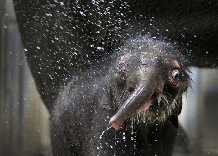 Animals And Water (24 pics)