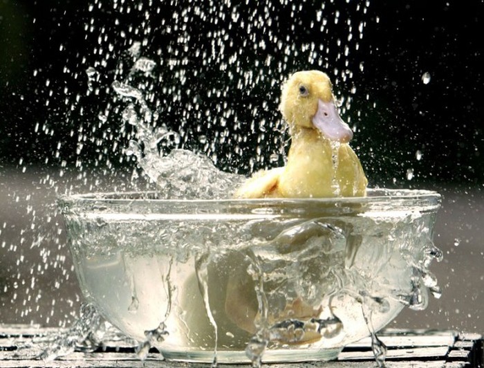 Animals And Water (24 pics)