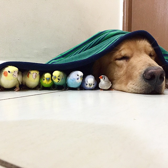 Meet The Dog That's Best Friends With 8 Birds And A Hamster (23 pics)