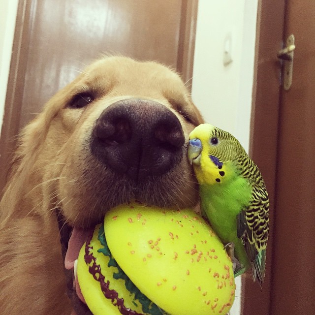Meet The Dog That's Best Friends With 8 Birds And A Hamster (23 pics)