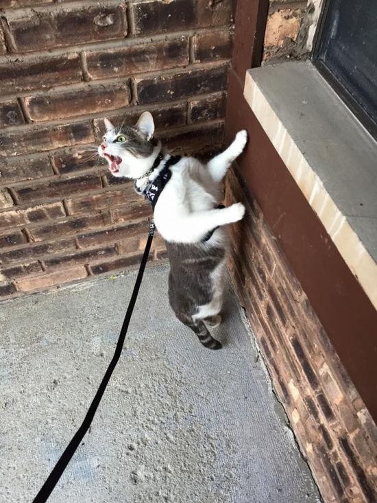Cat Freaks Out When It Walks On The Street For The First Time (2 pics)