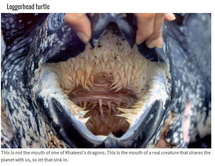 10 Animals With Mouths That Will Haunt Your Dreams (10 pics)