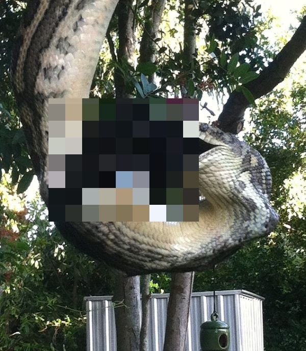 Huge Python Swallows Bat in Australia (4 pics)