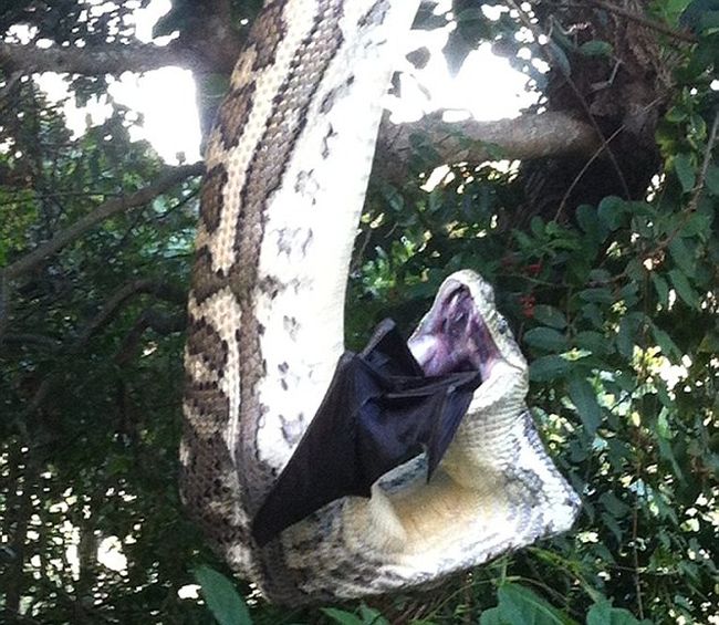 Huge Python Swallows Bat in Australia (4 pics)
