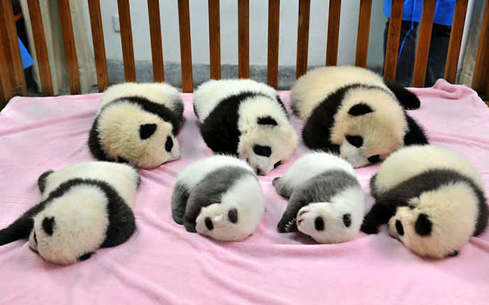 Panda Daycare Is The Cutest Daycare On The Planet (18 pics)