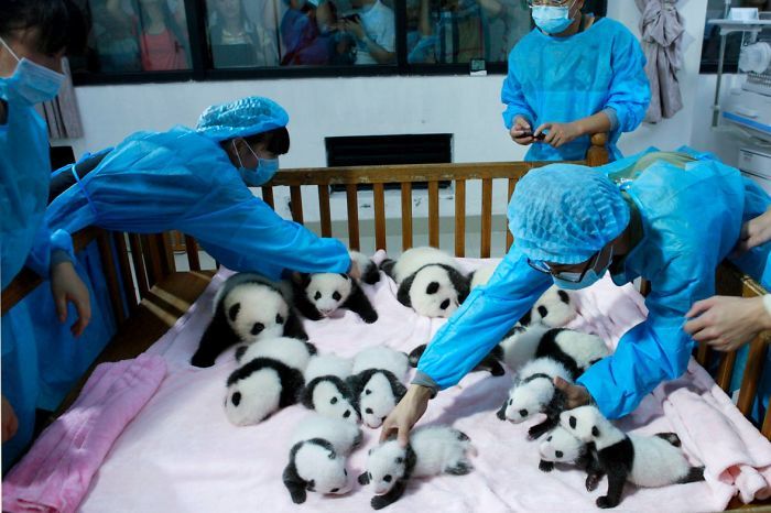 Panda Daycare Is The Cutest Daycare On The Planet (18 pics)