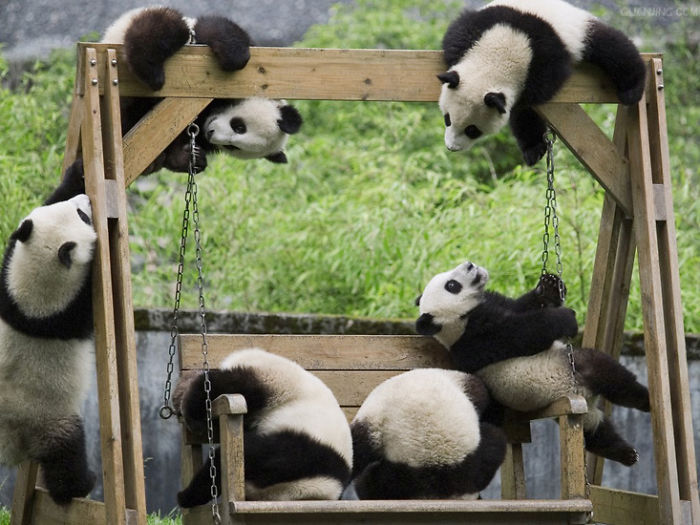 Panda Daycare Is The Cutest Daycare On The Planet (18 pics)