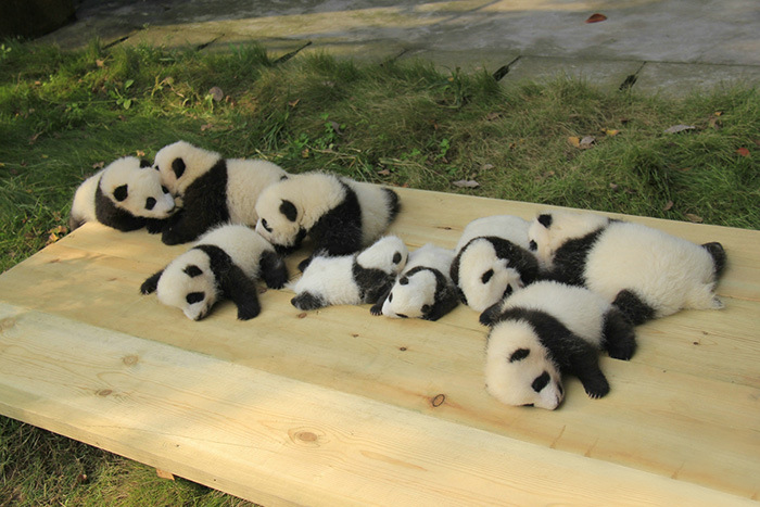 Panda Daycare Is The Cutest Daycare On The Planet (18 pics)