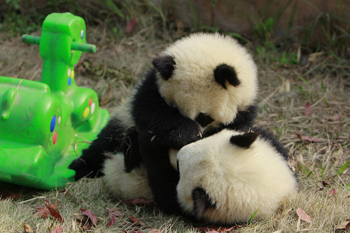 Panda Daycare Is The Cutest Daycare On The Planet (18 pics)