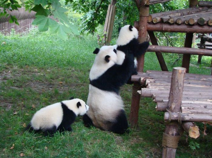 Panda Daycare Is The Cutest Daycare On The Planet (18 pics)