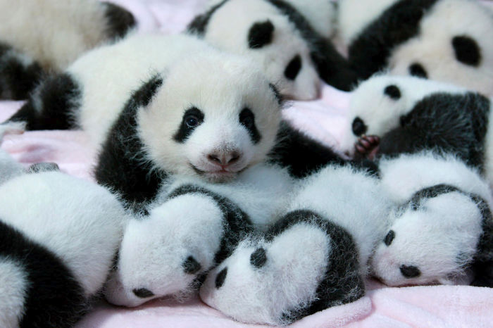 Panda Daycare Is The Cutest Daycare On The Planet (18 pics)