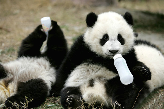 Panda Daycare Is The Cutest Daycare On The Planet (18 pics)