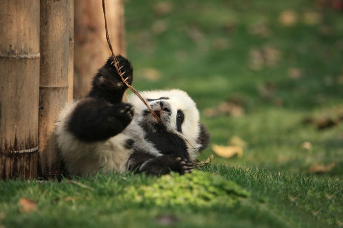 Panda Daycare Is The Cutest Daycare On The Planet (18 pics)