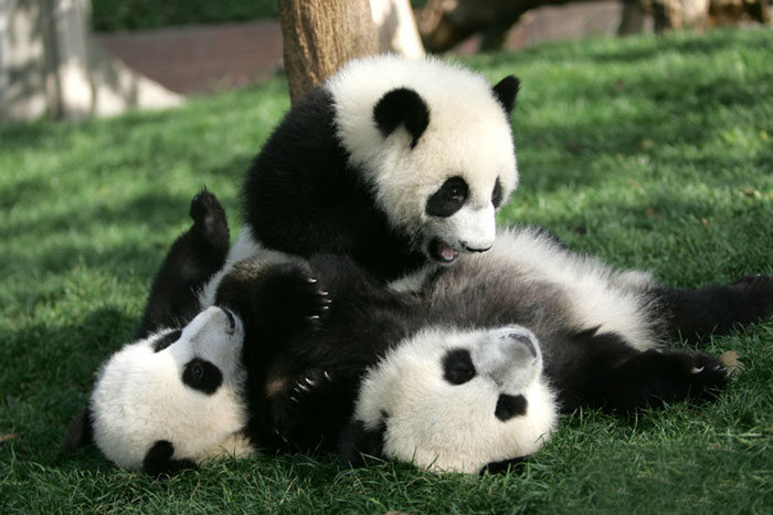 Panda Daycare Is The Cutest Daycare On The Planet (18 pics)