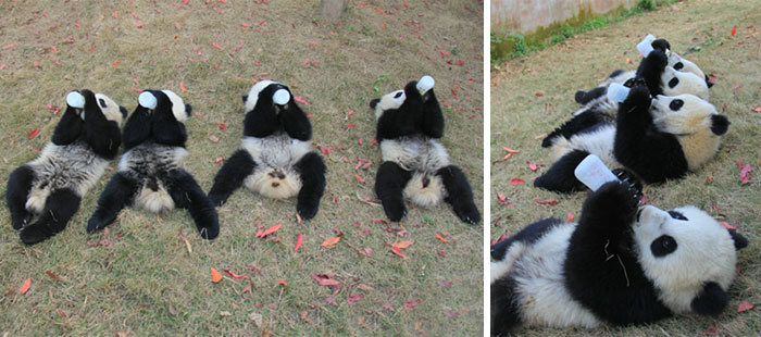Panda Daycare Is The Cutest Daycare On The Planet (18 pics)