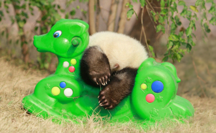Panda Daycare Is The Cutest Daycare On The Planet (18 pics)