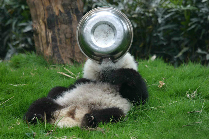Panda Daycare Is The Cutest Daycare On The Planet (18 pics)