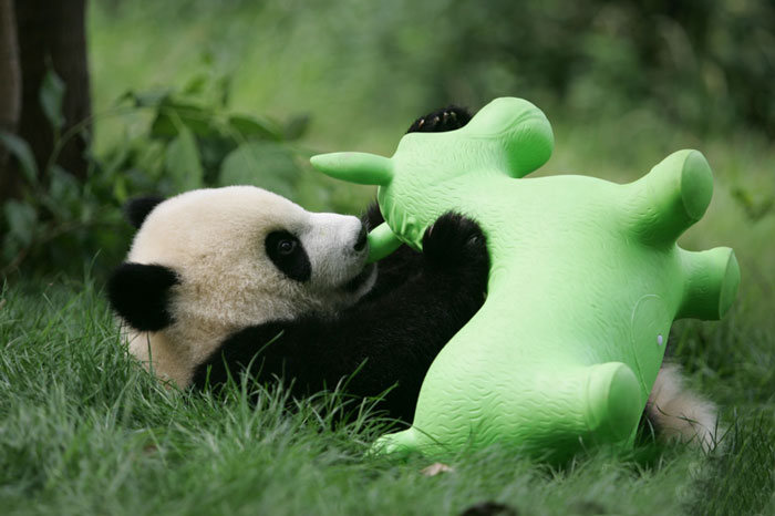 Panda Daycare Is The Cutest Daycare On The Planet (18 pics)