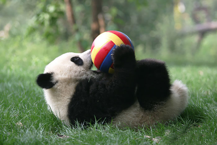 Panda Daycare Is The Cutest Daycare On The Planet (18 pics)