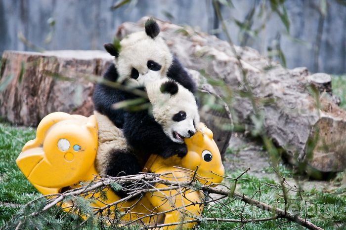 Panda Daycare Is The Cutest Daycare On The Planet (18 pics)