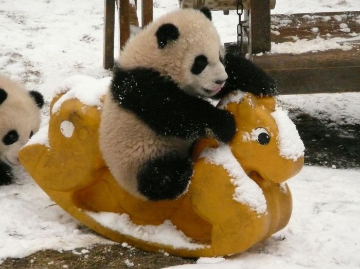 Panda Daycare Is The Cutest Daycare On The Planet (18 pics)