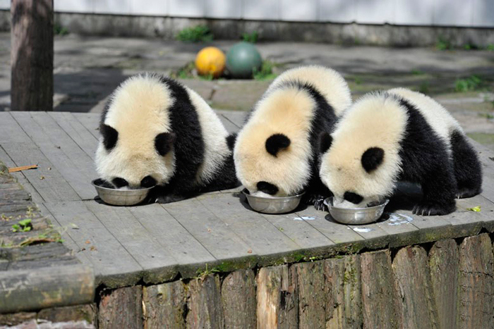 Panda Daycare Is The Cutest Daycare On The Planet (18 pics)
