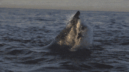 Terrifyingly Shark GIFs (16 gifs)