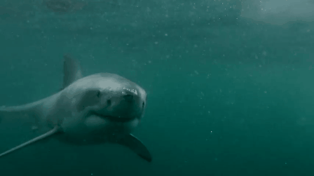 Terrifyingly Shark GIFs (16 gifs)