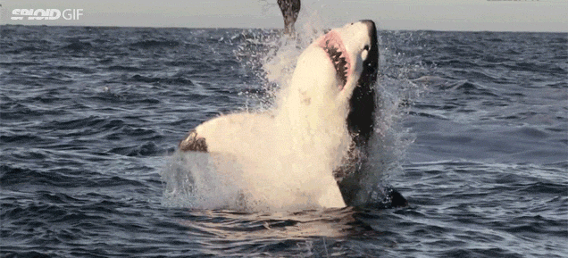 Terrifyingly Shark GIFs (16 gifs)