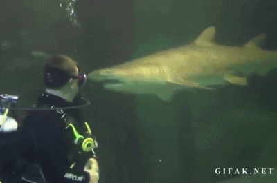 Terrifyingly Shark GIFs (16 gifs)