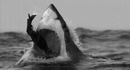 Terrifyingly Shark GIFs (16 gifs)