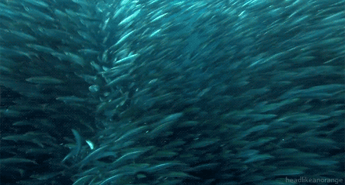 Terrifyingly Shark GIFs (16 gifs)