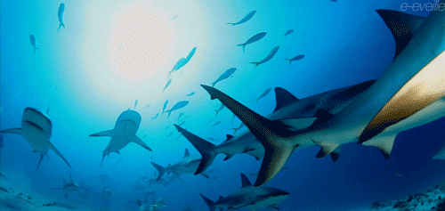 Terrifyingly Shark GIFs (16 gifs)