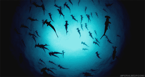 Terrifyingly Shark GIFs (16 gifs)