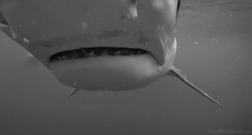 Terrifyingly Shark GIFs (16 gifs)